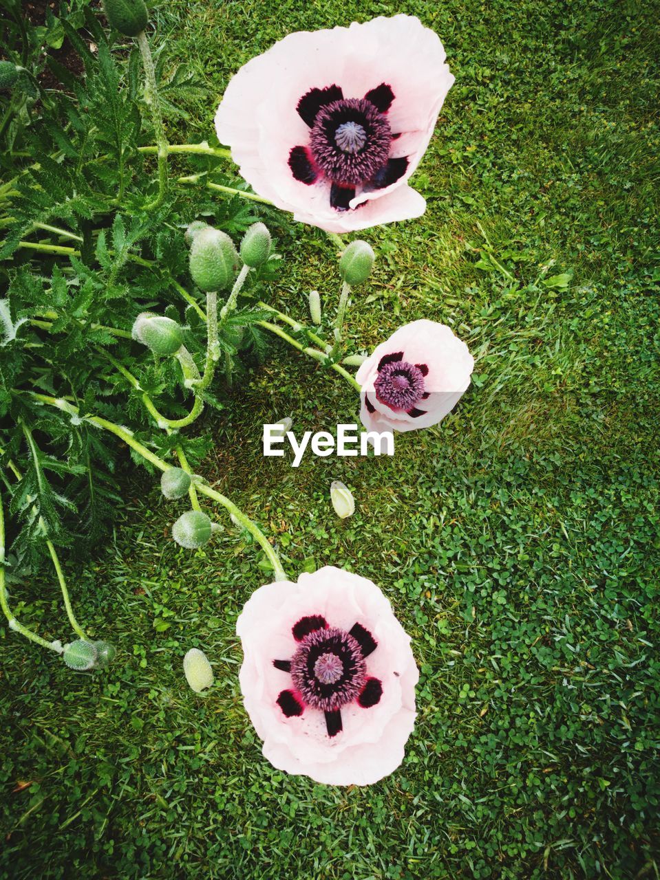 HIGH ANGLE VIEW OF DESSERT ON GREEN GRASS