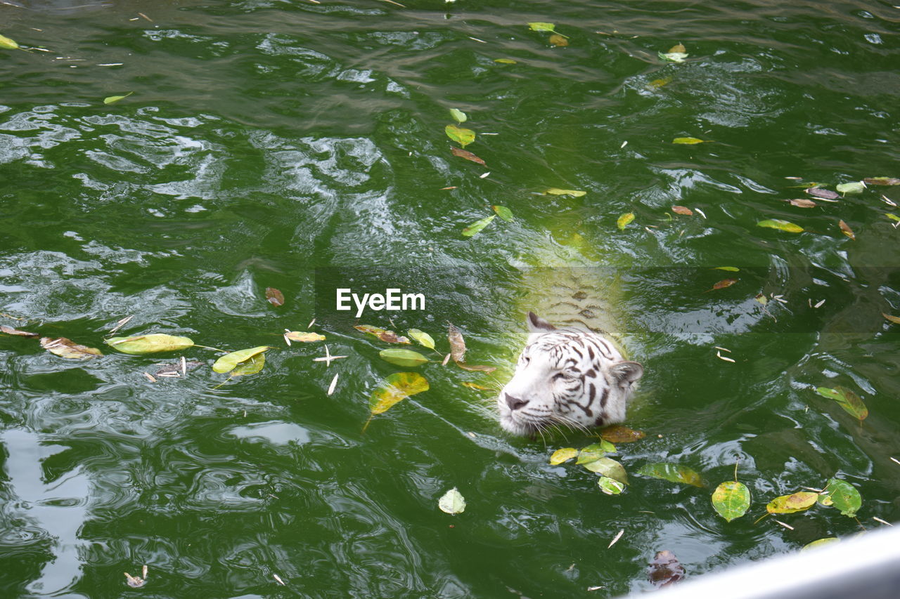 DUCK SWIMMING ON LAKE