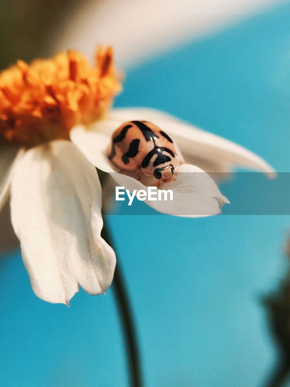 Close-up beetle on flower