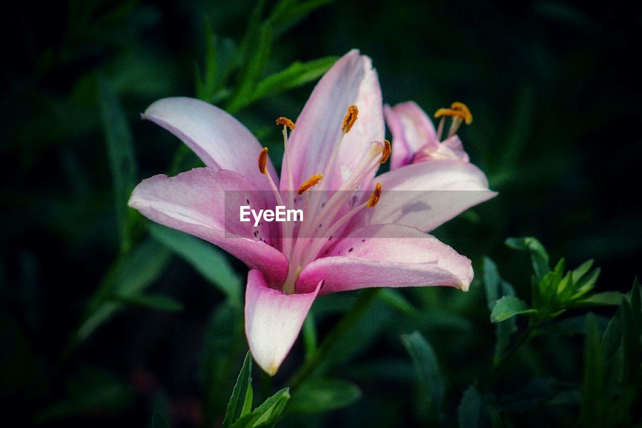 CLOSE-UP OF PINK LILY IN BLOOM