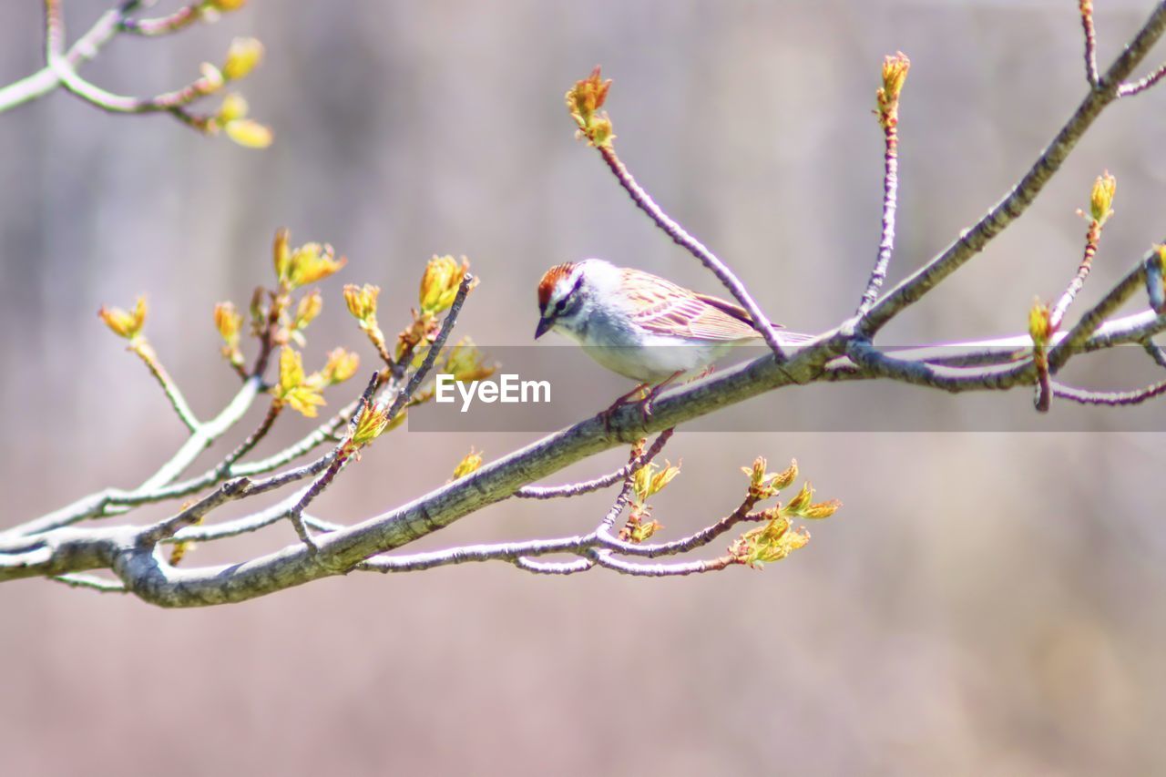 Close-up of bird perching on branch