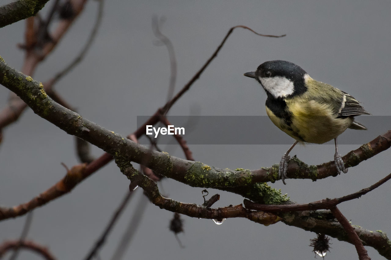 Close-up of bird perching on branch