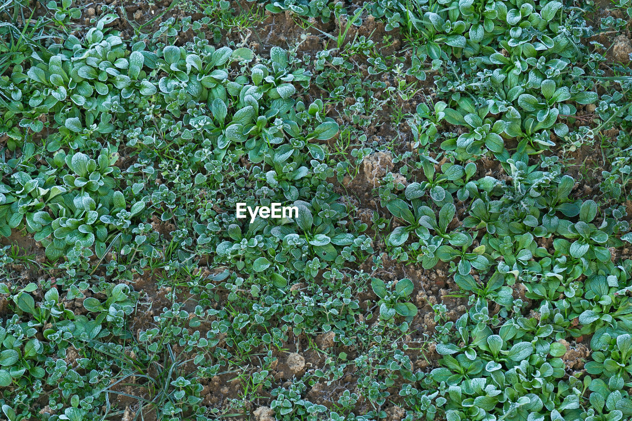 FULL FRAME SHOT OF PLANTS ON FIELD