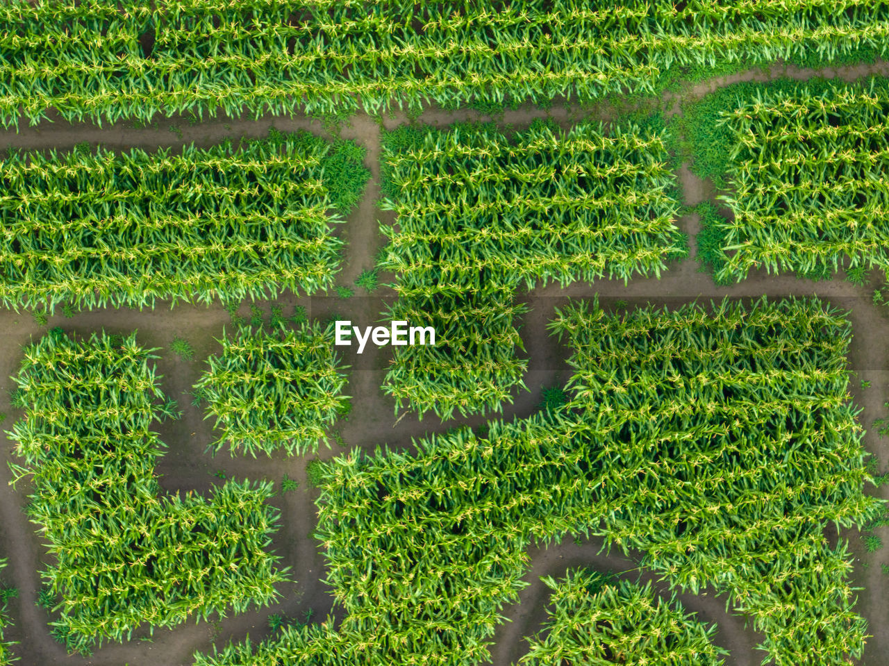 Aerial view of maze made of corn field