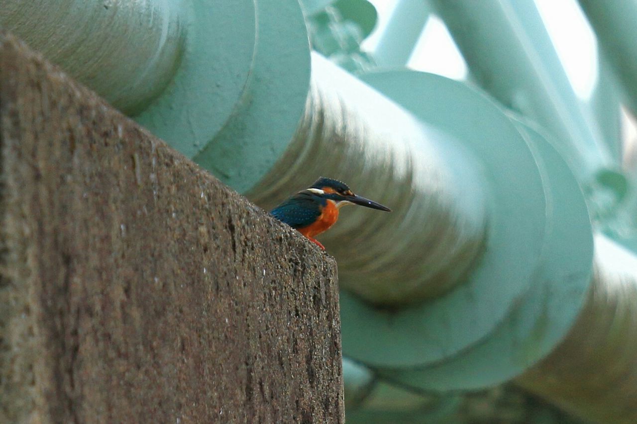Low angle view of kingfisher on wall