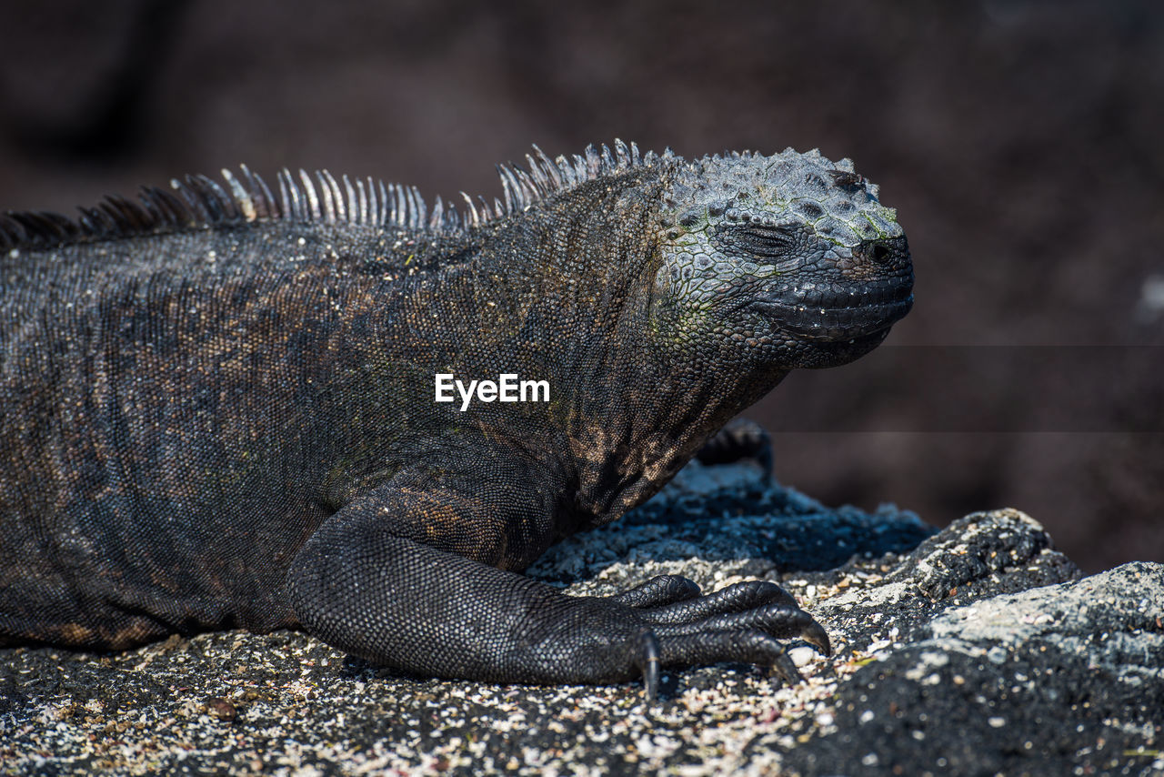 Close-up of iguana on rock 
