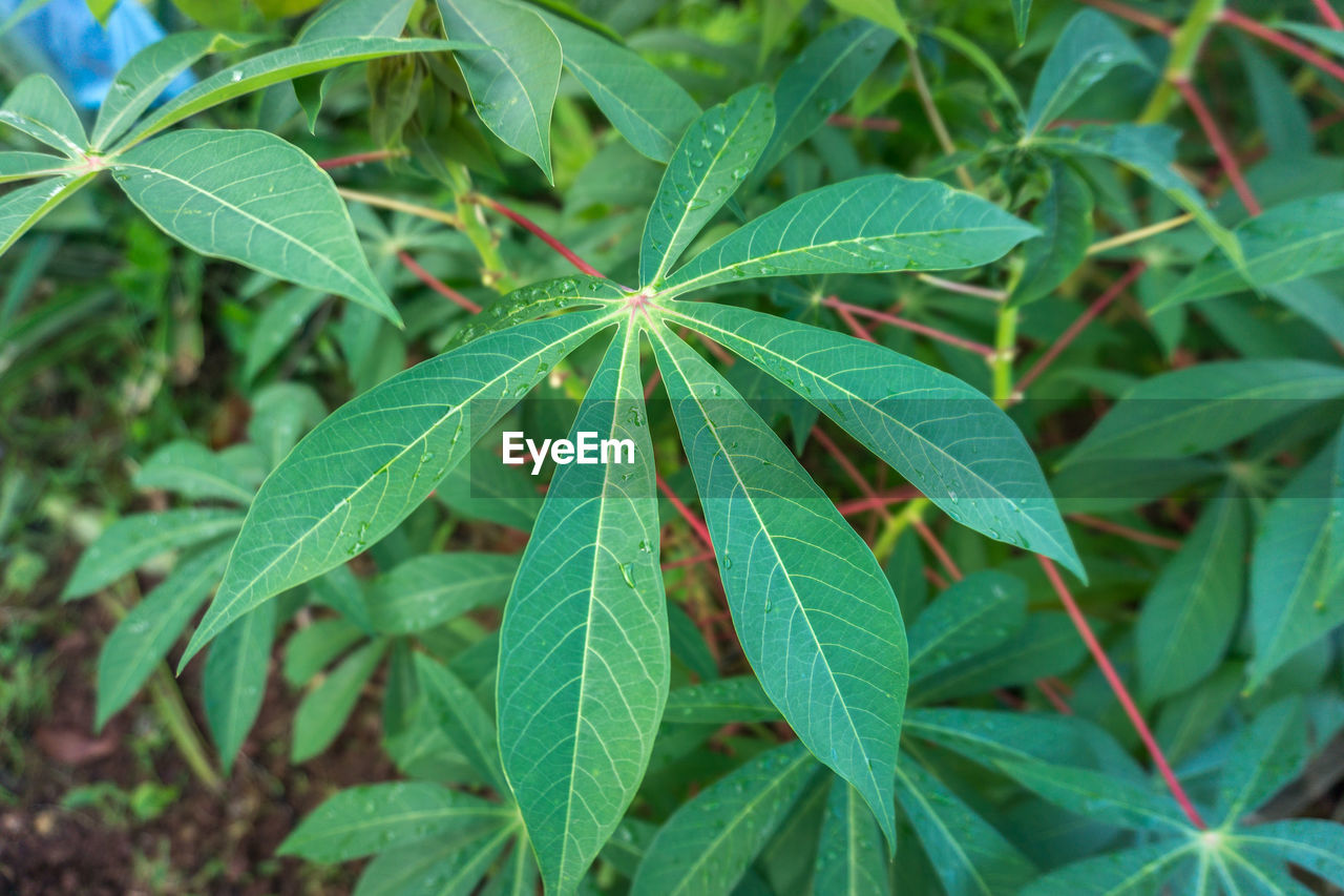 CLOSE-UP OF PLANTS