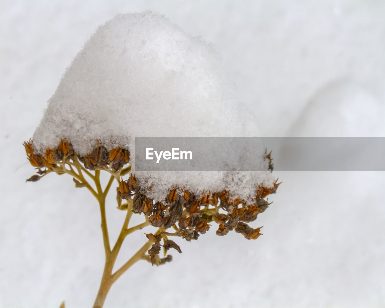 Close-up of frozen plant