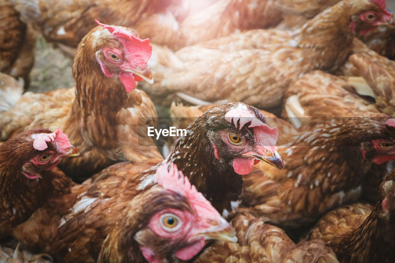 Close-up of chicken flock