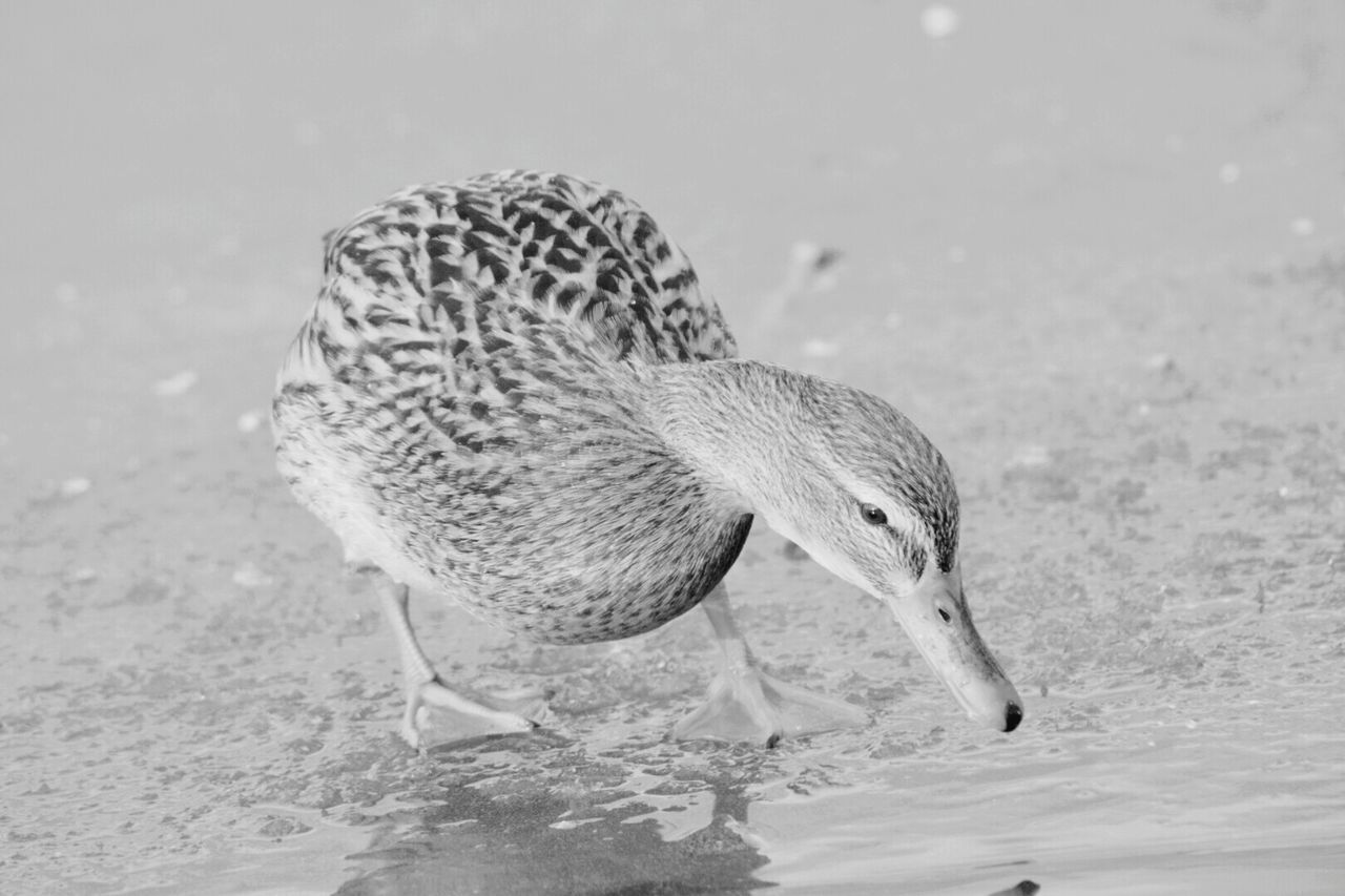 CLOSE-UP OF PELICAN