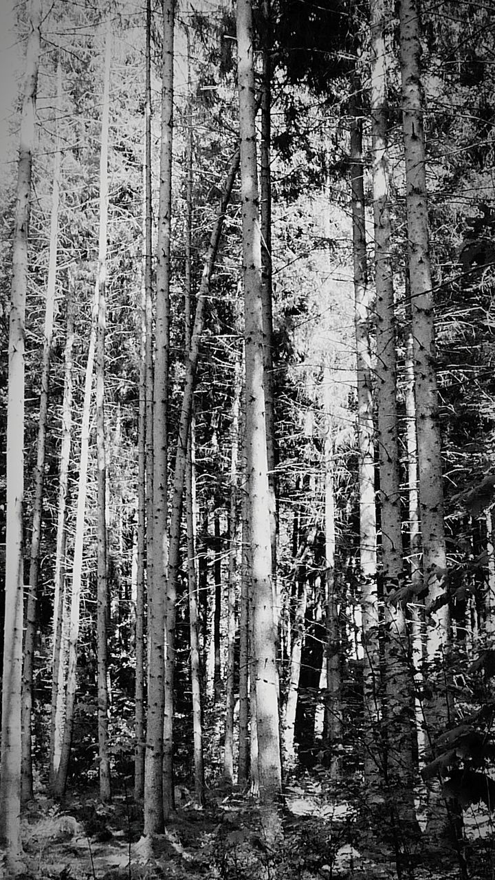 PANORAMIC VIEW OF FOREST