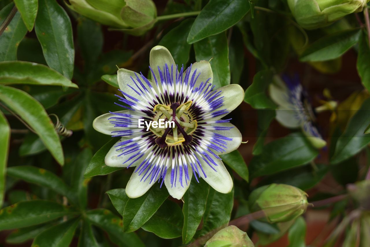 CLOSE-UP OF PURPLE FLOWERS BLOOMING OUTDOORS