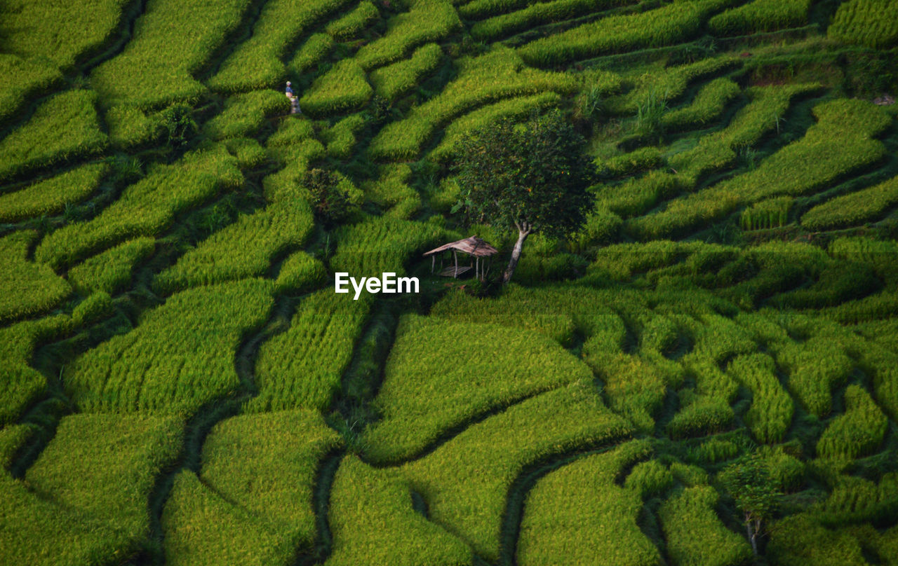 High angle view of rice field