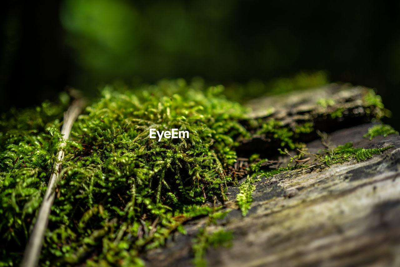 CLOSE-UP OF MOSS GROWING ON WOOD