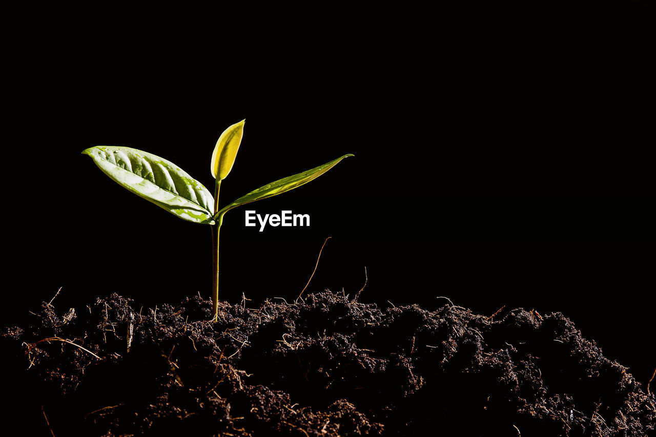 Close-up of seedling growing on field over black background