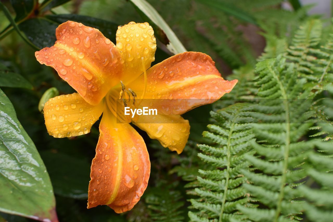 Close-up of day lily flower and fern with raindrops 