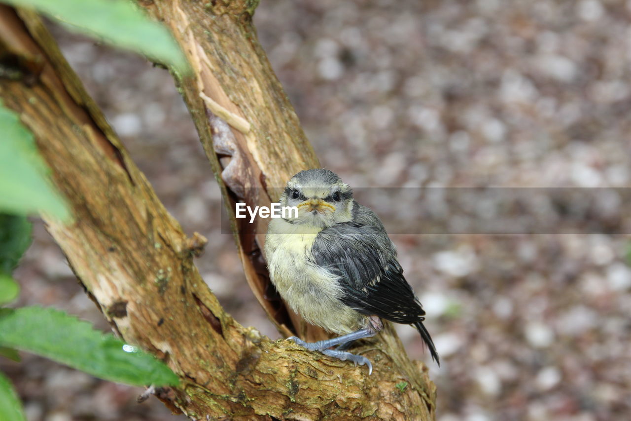 CLOSE-UP OF A BIRD PERCHING ON BRANCH