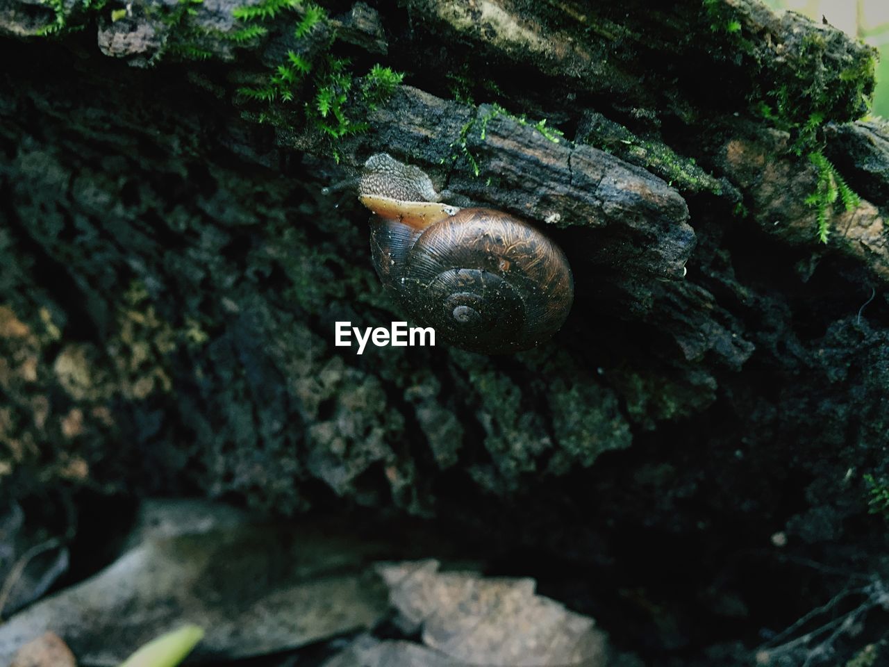 Close-up of snail on rough surface