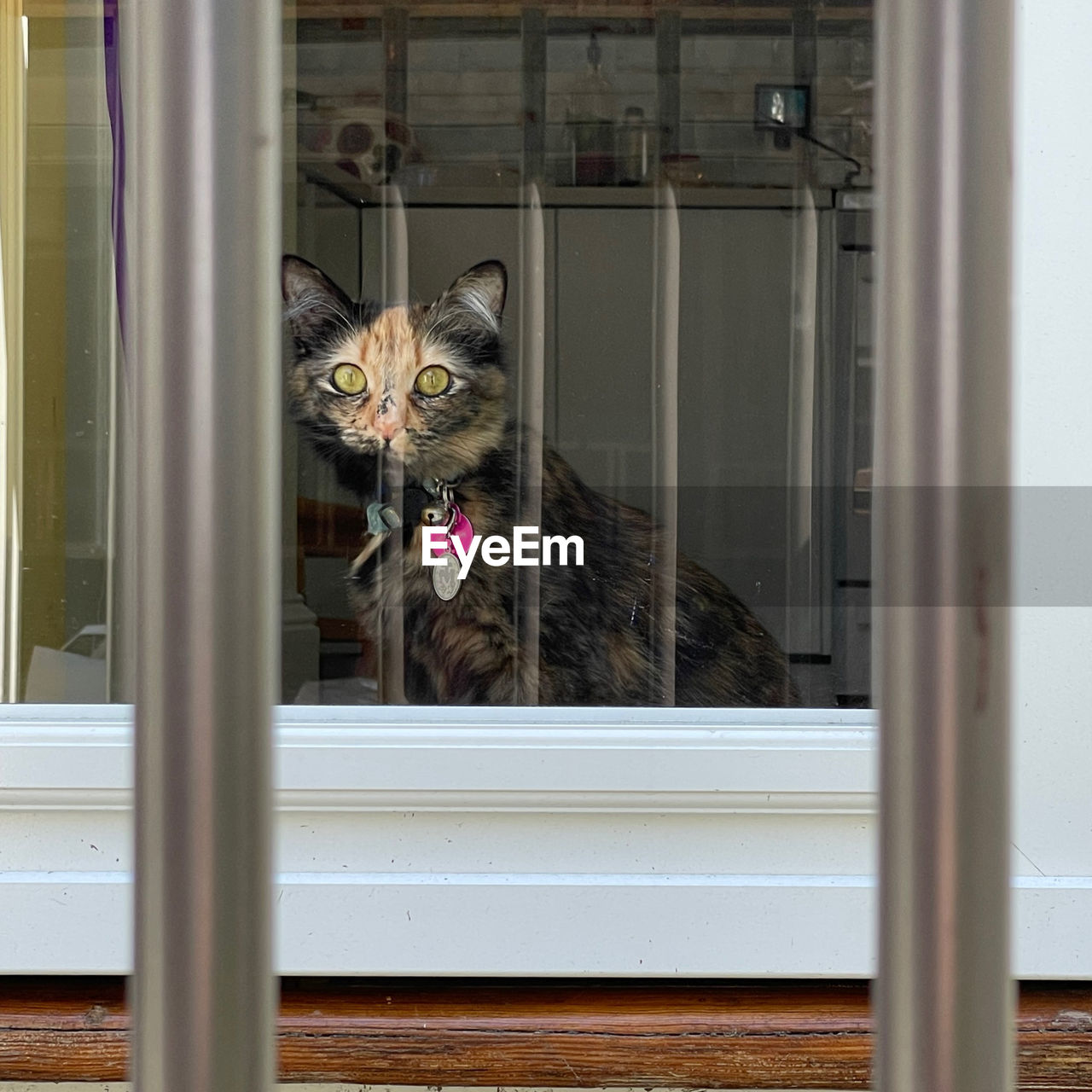 animal, animal themes, mammal, pet, one animal, domestic animals, cat, feline, domestic cat, window, no people, glass, portrait, window covering, indoors, looking at camera, looking, door, sitting, day, entrance