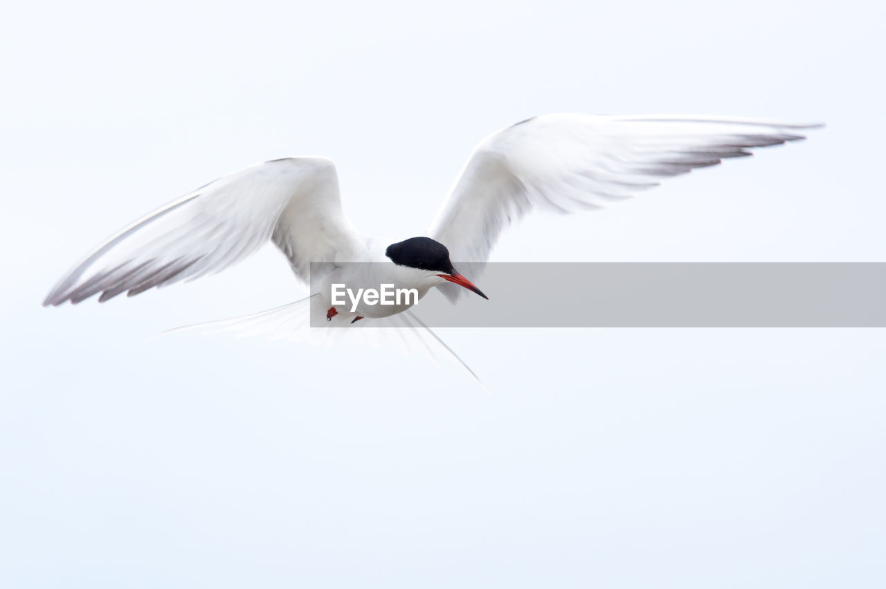 Close-up of white bird flying against sky