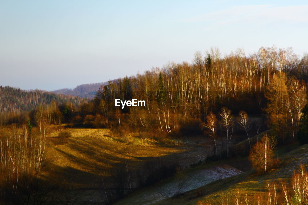 SCENIC VIEW OF FOREST