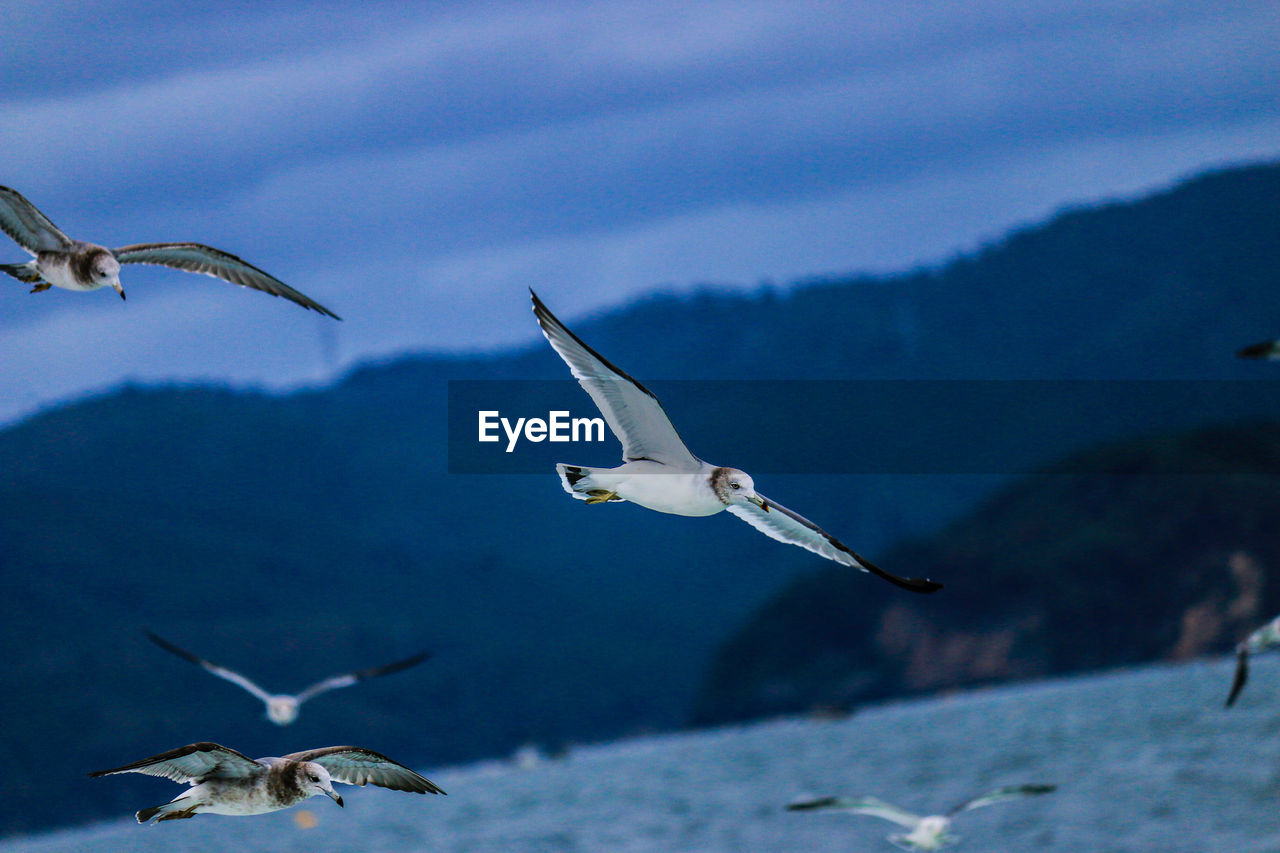 Seagulls flying over sea