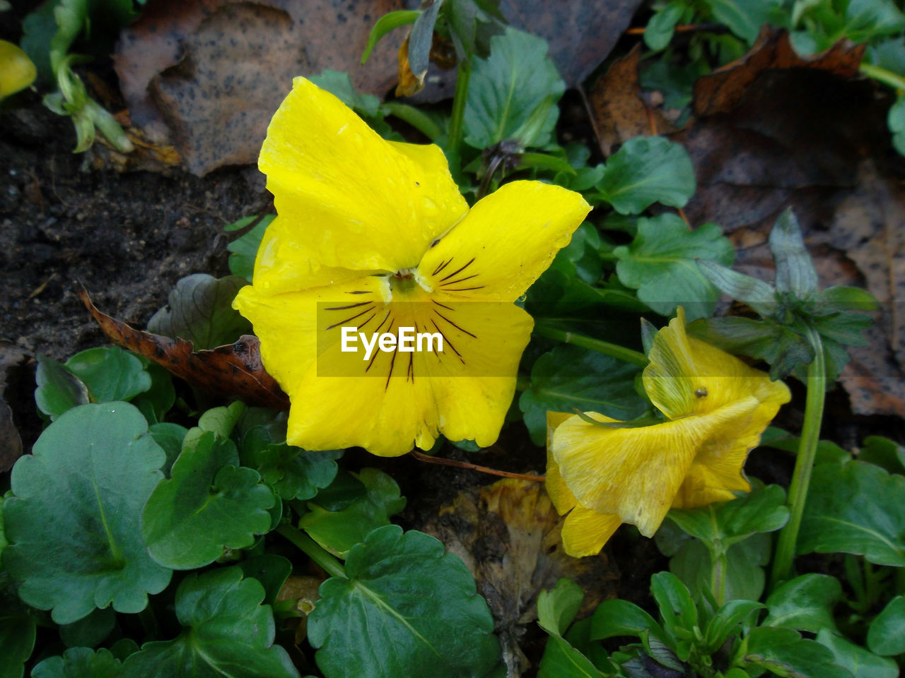 CLOSE-UP OF YELLOW FLOWERS BLOOMING OUTDOORS