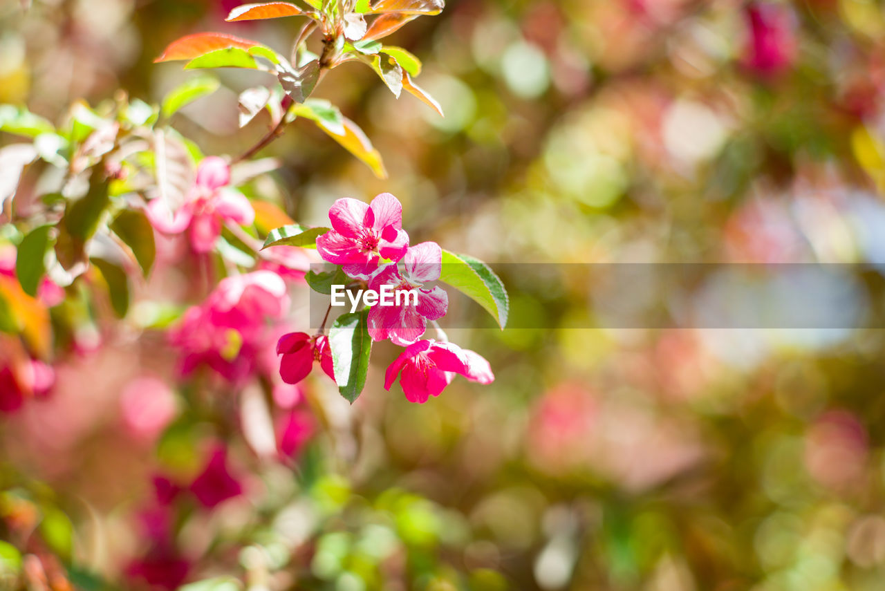 Close-up of pink flowering plant