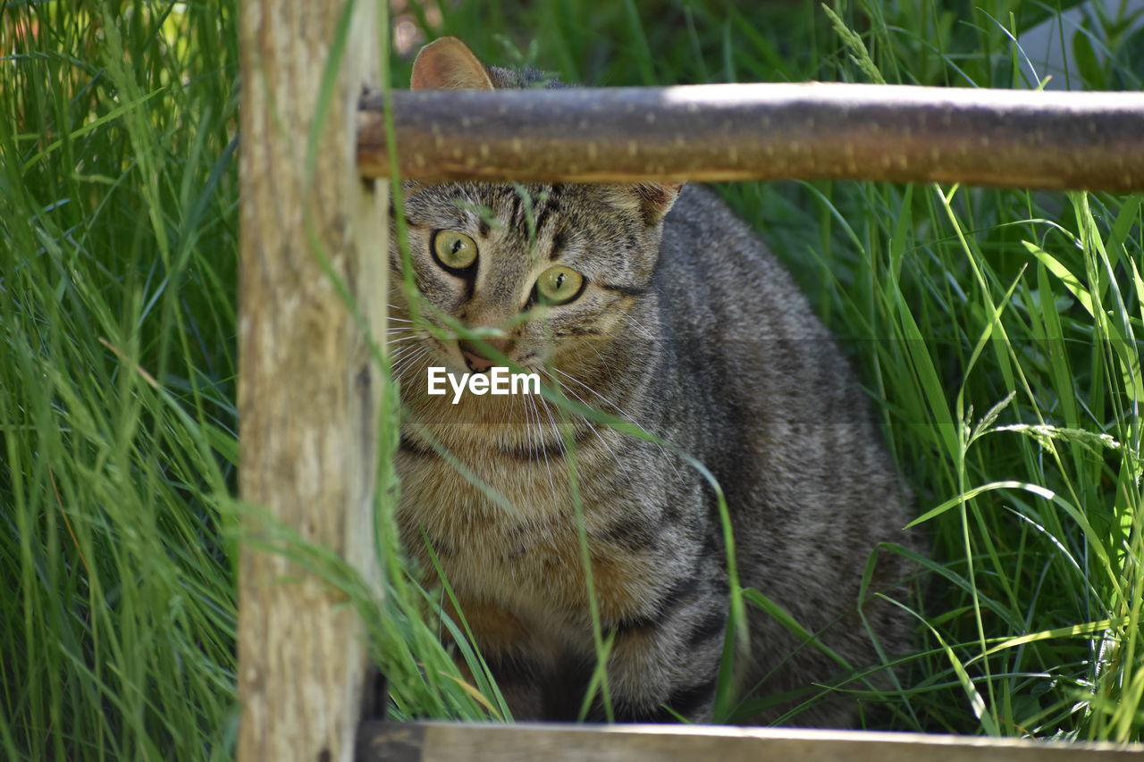 PORTRAIT OF CAT ON GRASS