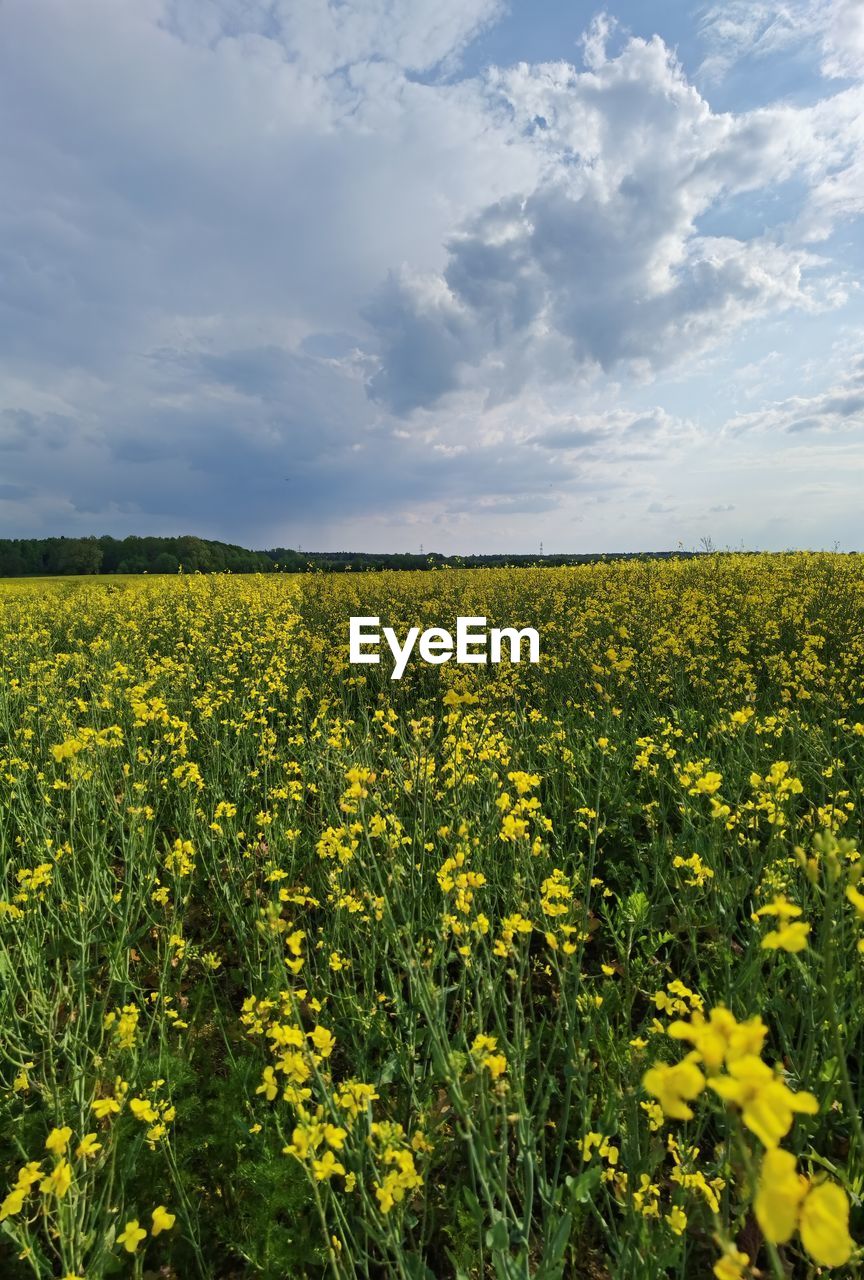 scenic view of oilseed rape field