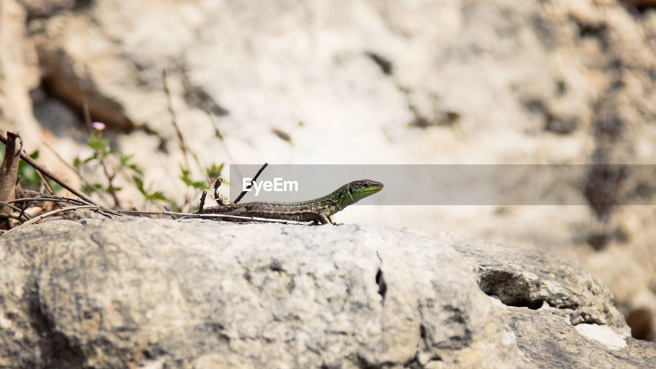 CLOSE-UP OF LIZARD ON ROCKS