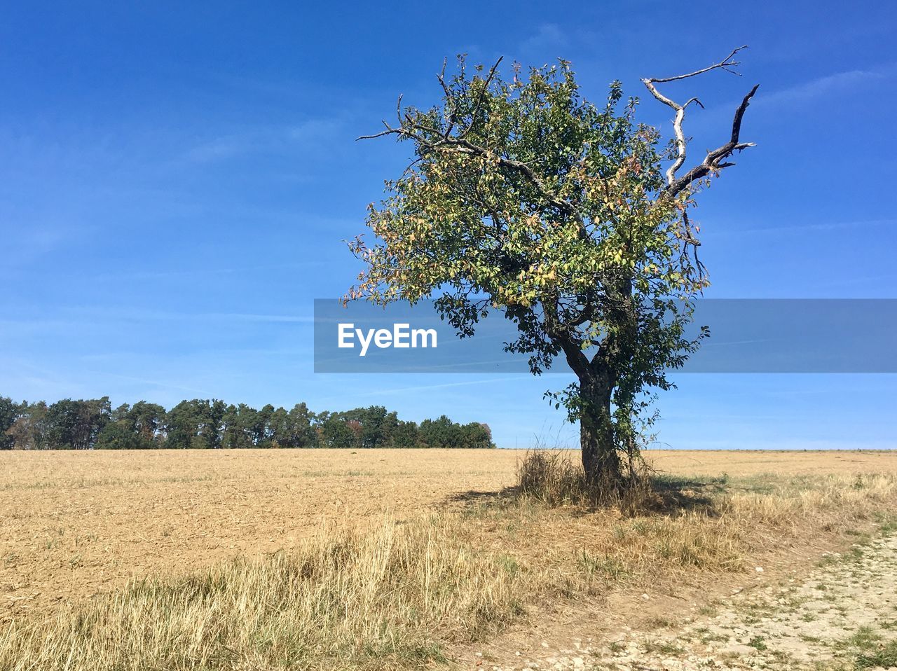 Tree on field against blue sky