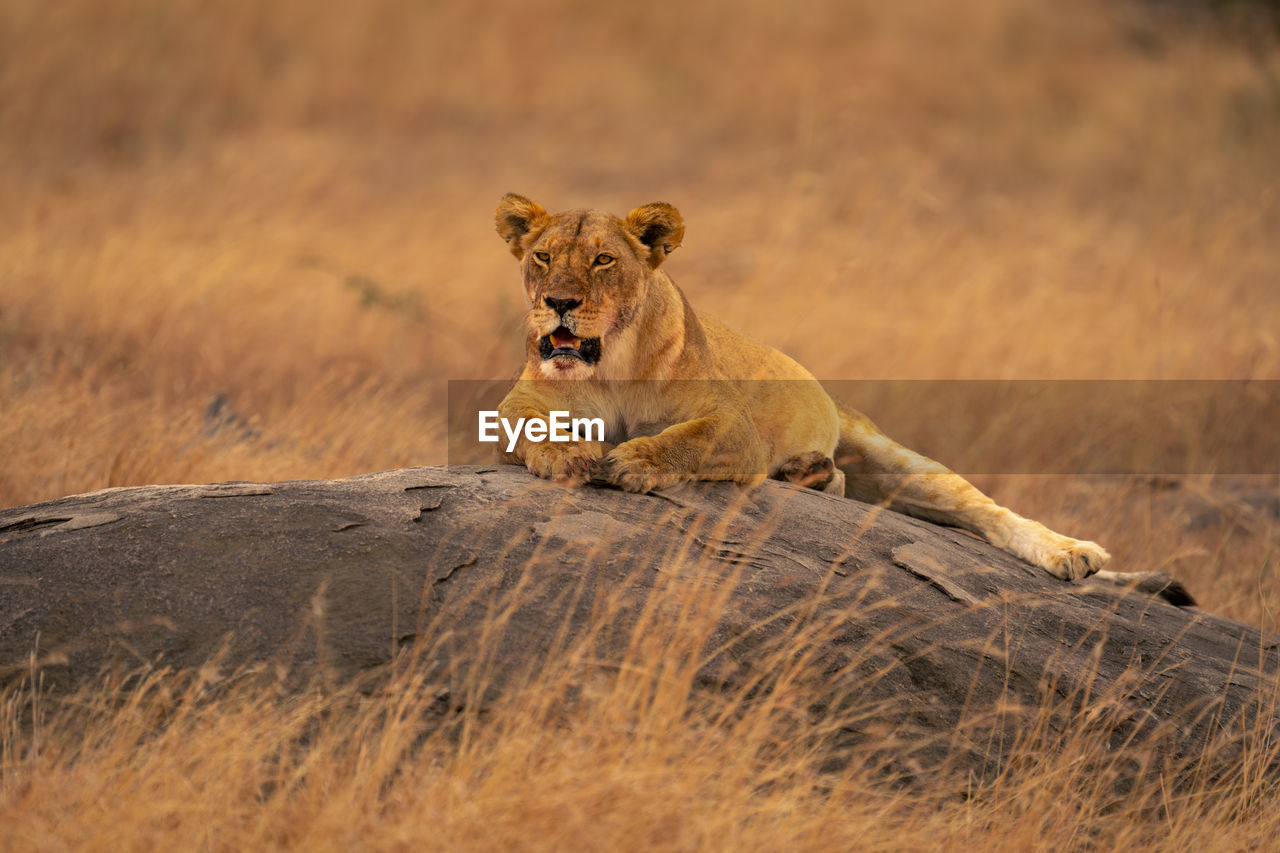 lioness relaxing on rock