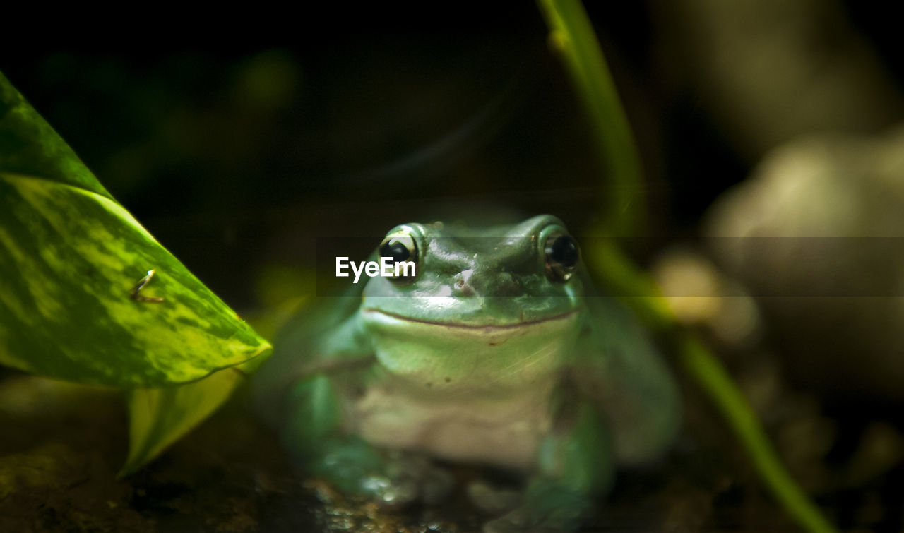 Close-up of frog