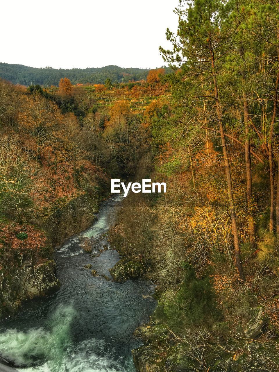 STREAM FLOWING THROUGH FOREST