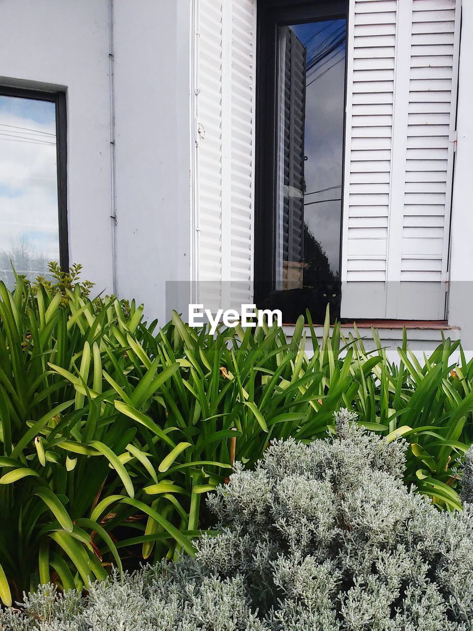 PLANTS GROWING ON HOUSE