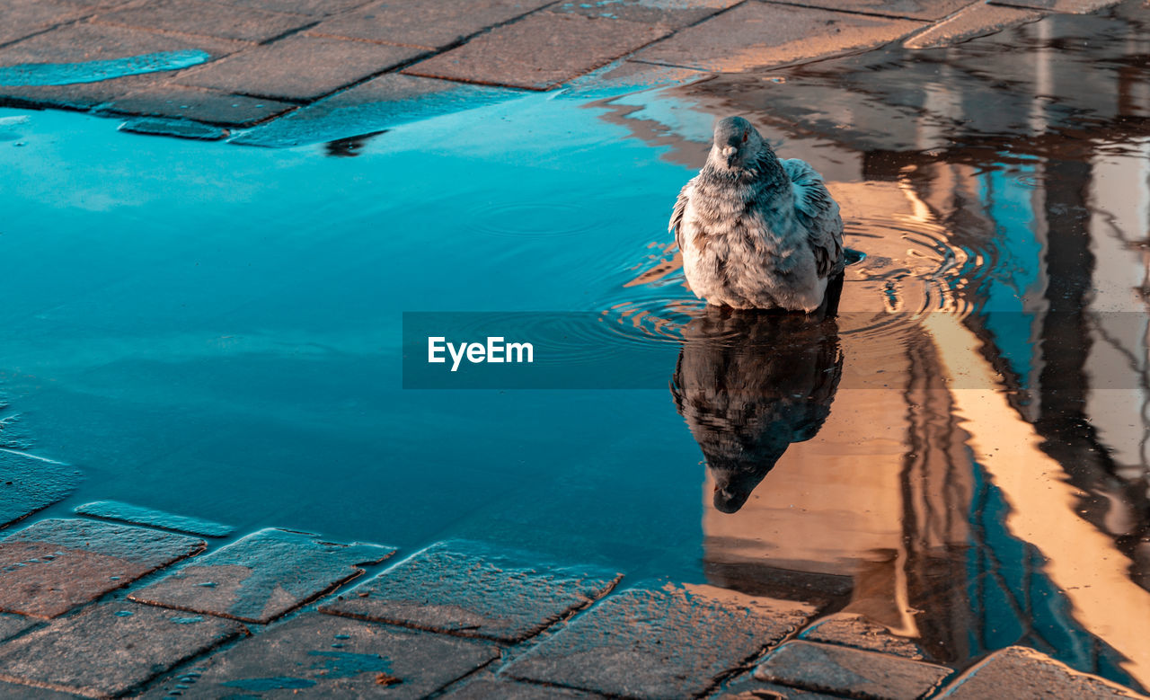 HIGH ANGLE VIEW OF BIRD SWIMMING POOL