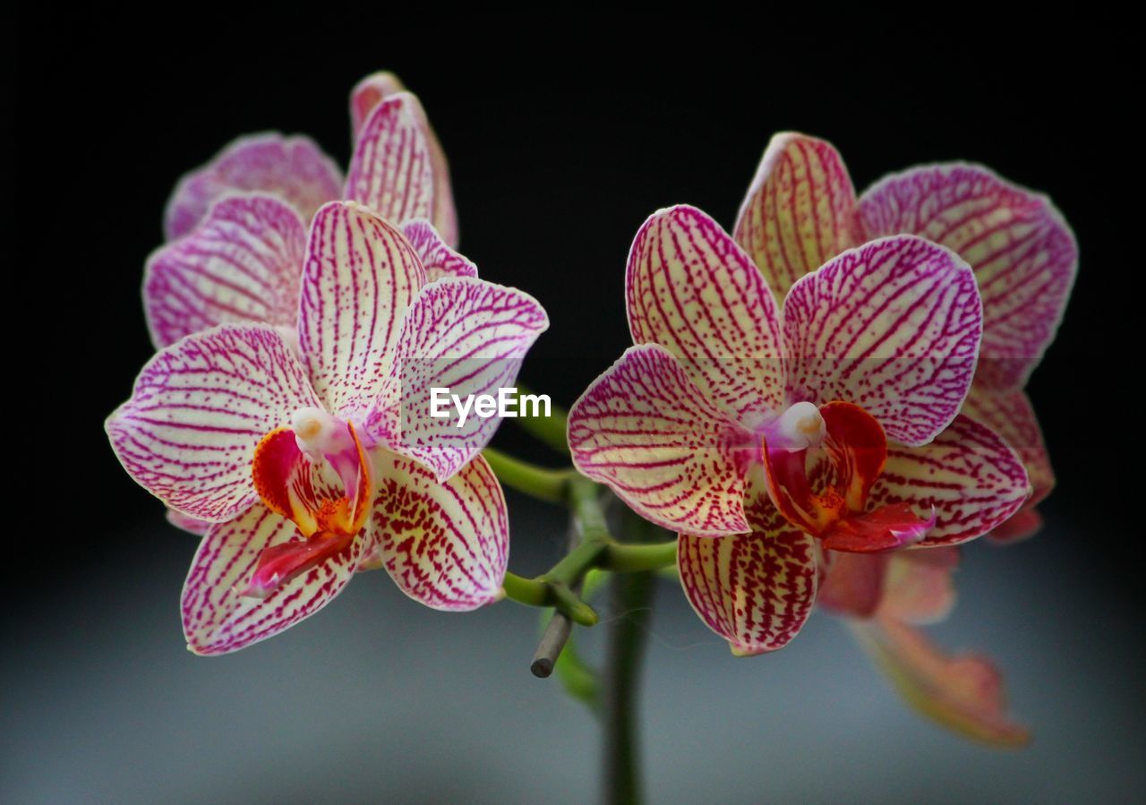 flower, orchid, plant, beauty in nature, close-up, flowering plant, black background, freshness, nature, macro photography, petal, no people, inflorescence, flower head, studio shot, fragility, christmas orchid, growth, indoors, pink