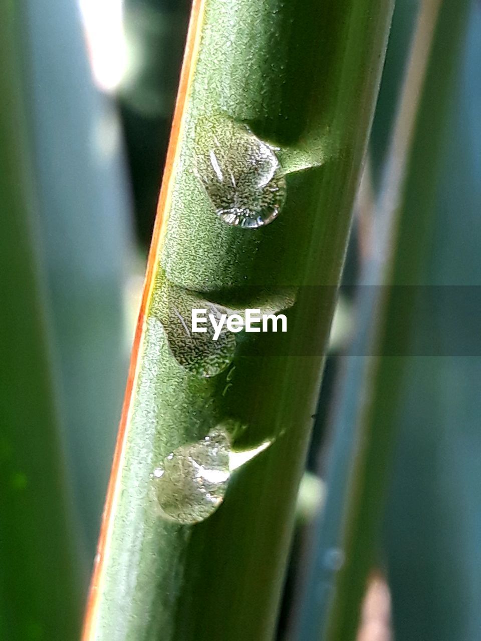 CLOSE-UP OF INSECT ON GREEN LEAF