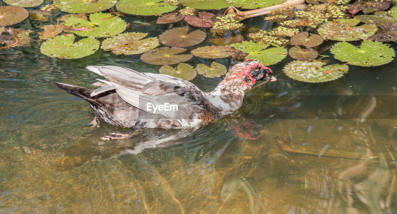 HIGH ANGLE VIEW OF DUCKS SWIMMING IN LAKE