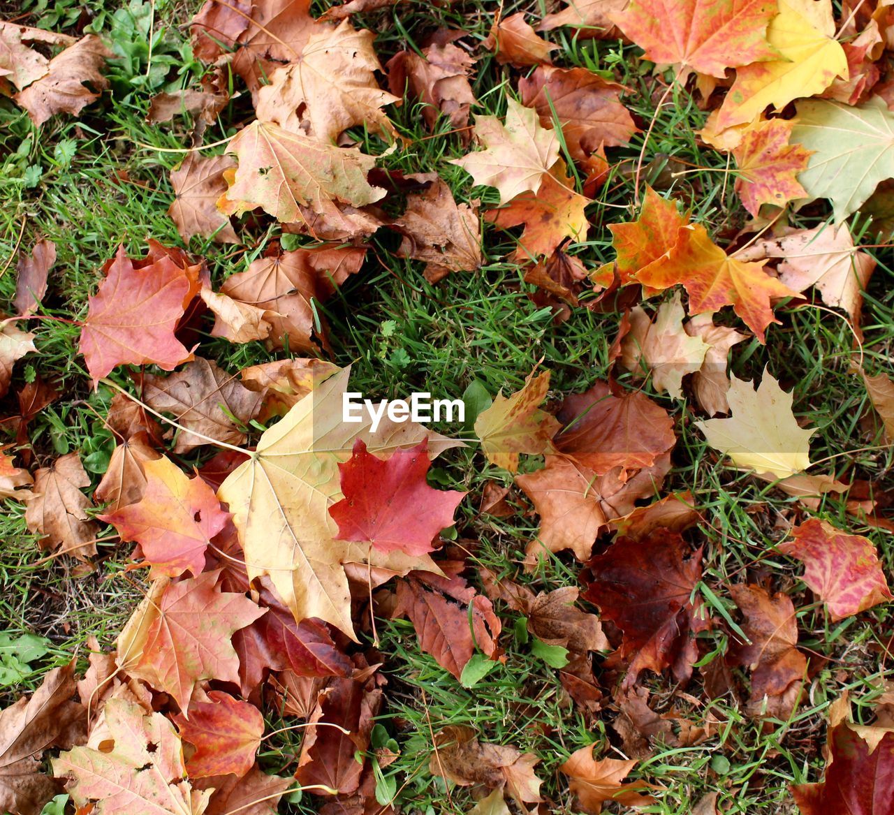 High angle view of fallen leaves on grass during autumn