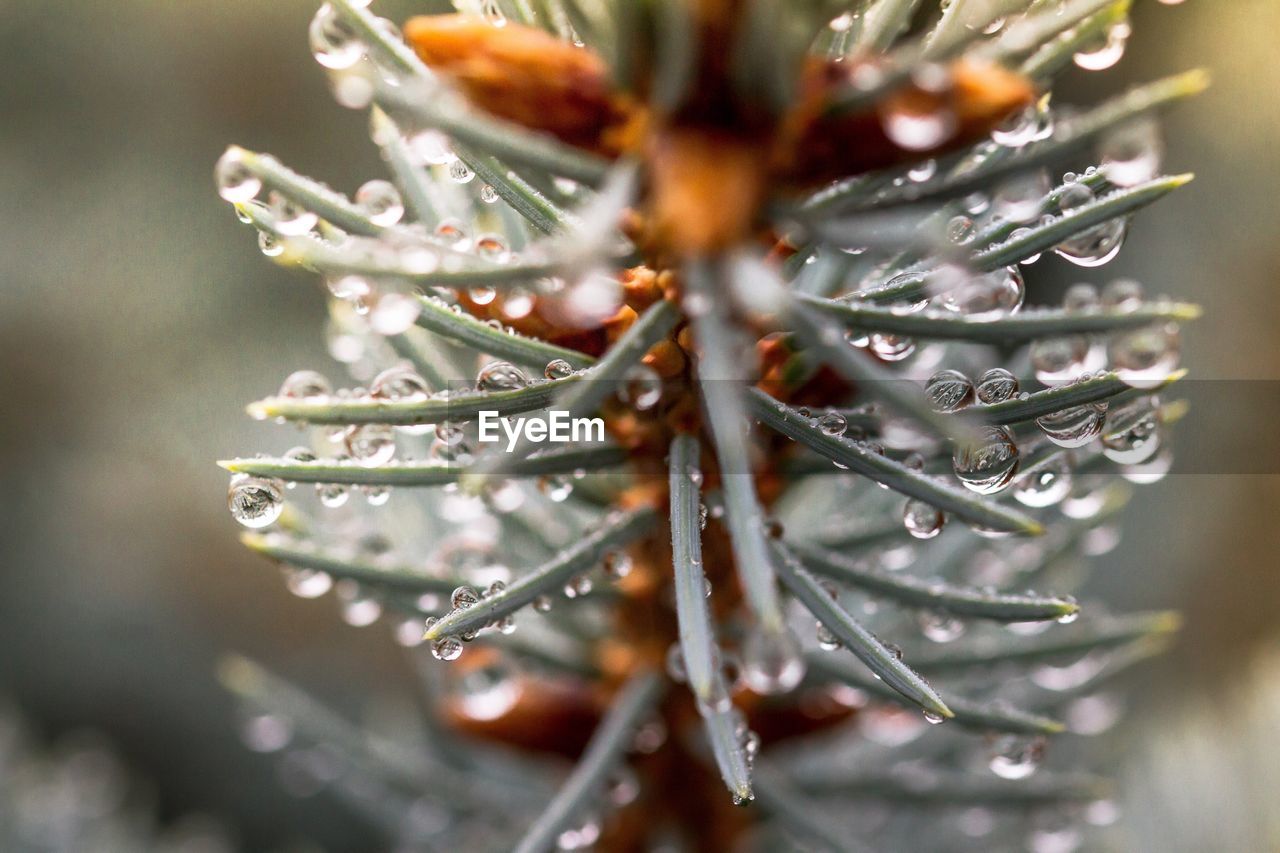 CLOSE-UP OF WATER DROPS ON FLOWERS