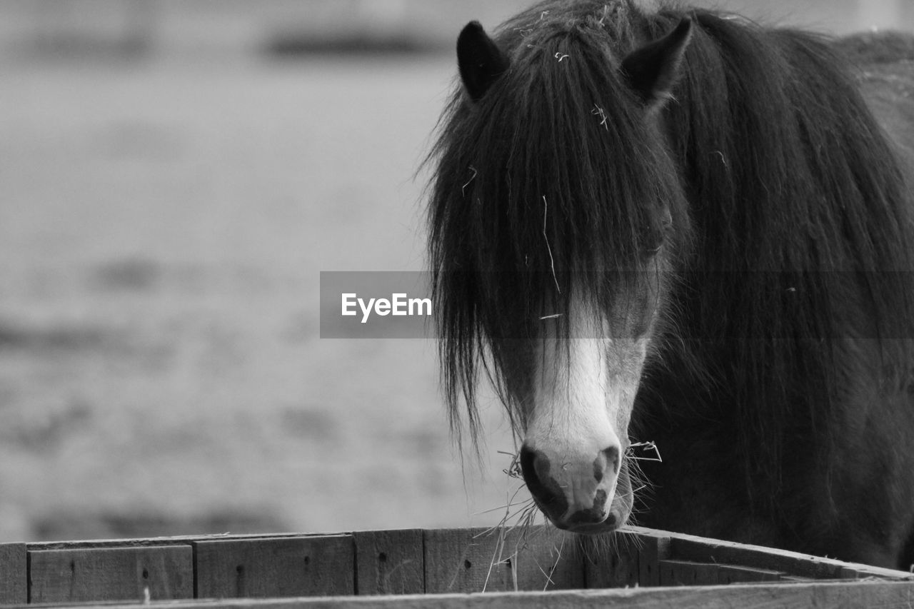 Close-up of horse eating