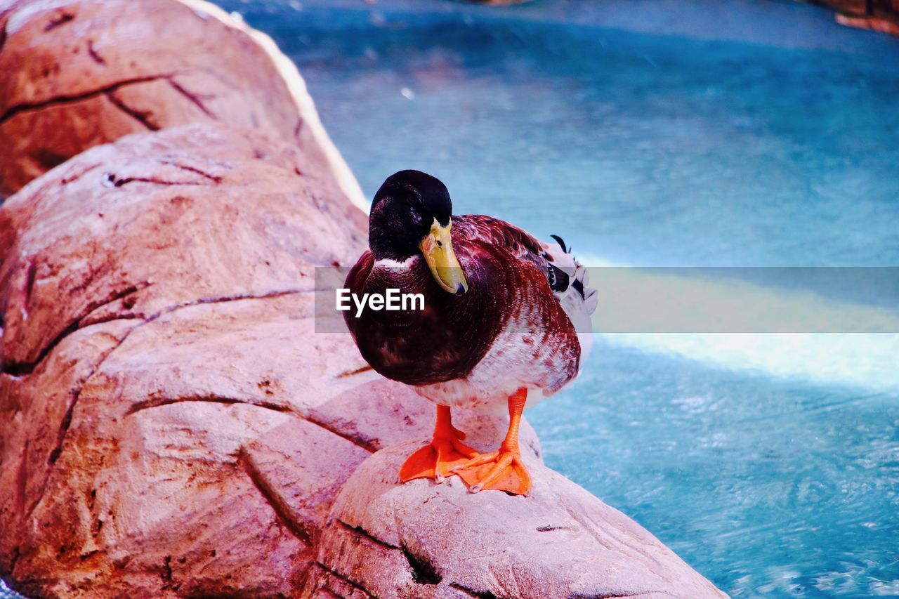 Duck perching on rock by lake