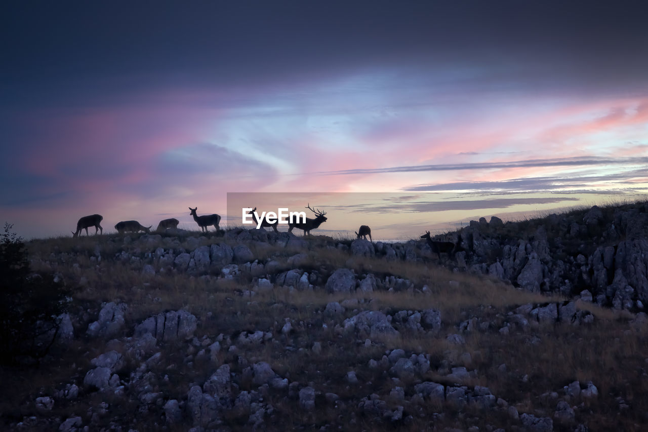 Specimens of wild red deer in the mountains, also known as royal deer, red deer or european deer.