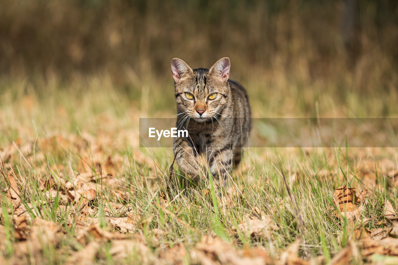 Portrait of cat on field