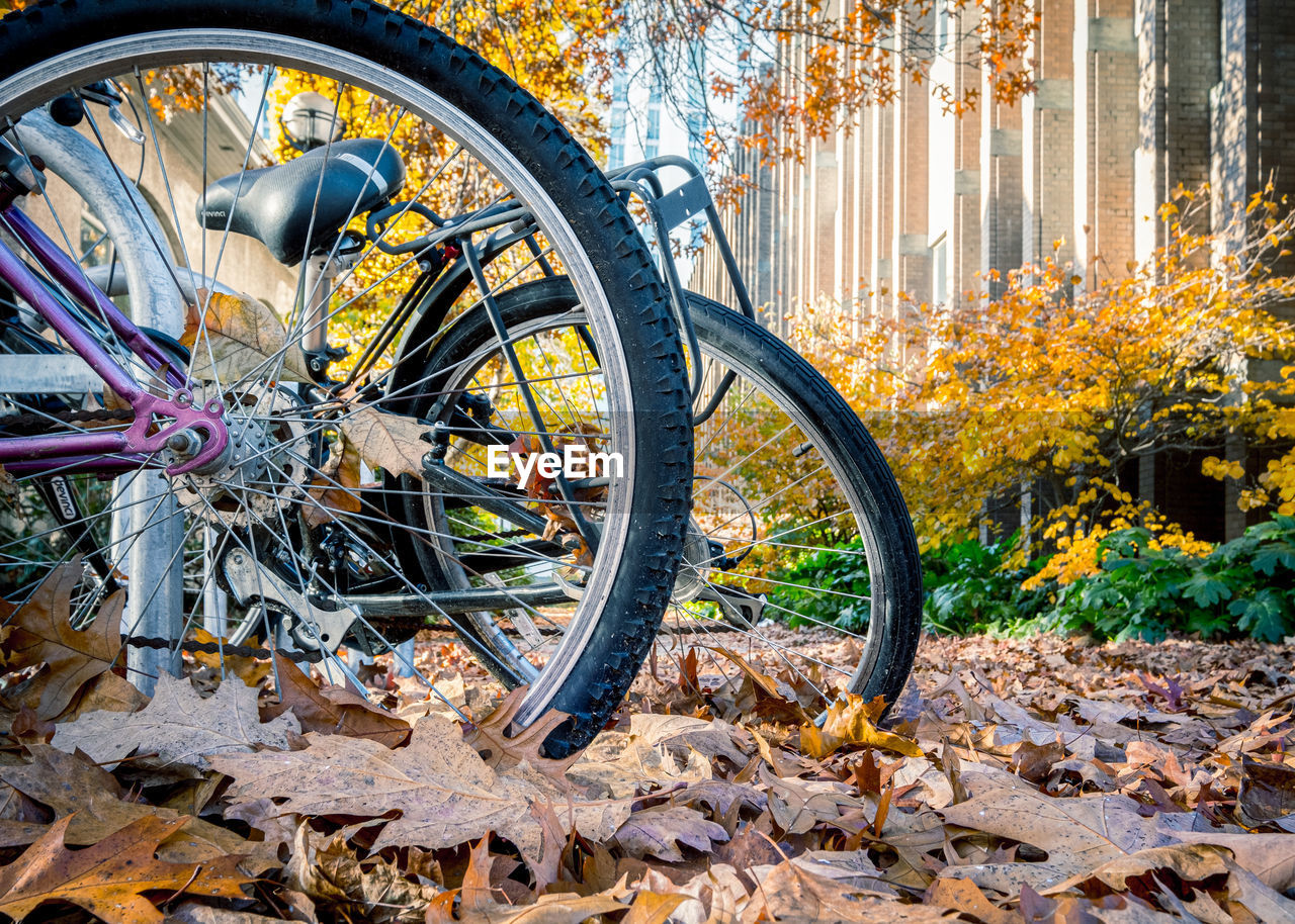 BICYCLE PARKED BY TREE DURING AUTUMN