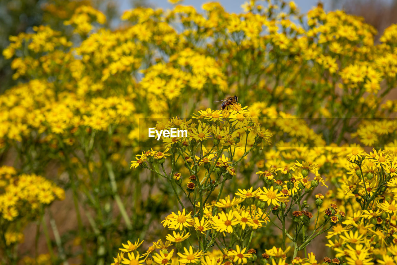 The ragwort, a wild plant with yellow flowers, but also a plant that is poisonous to mammals.