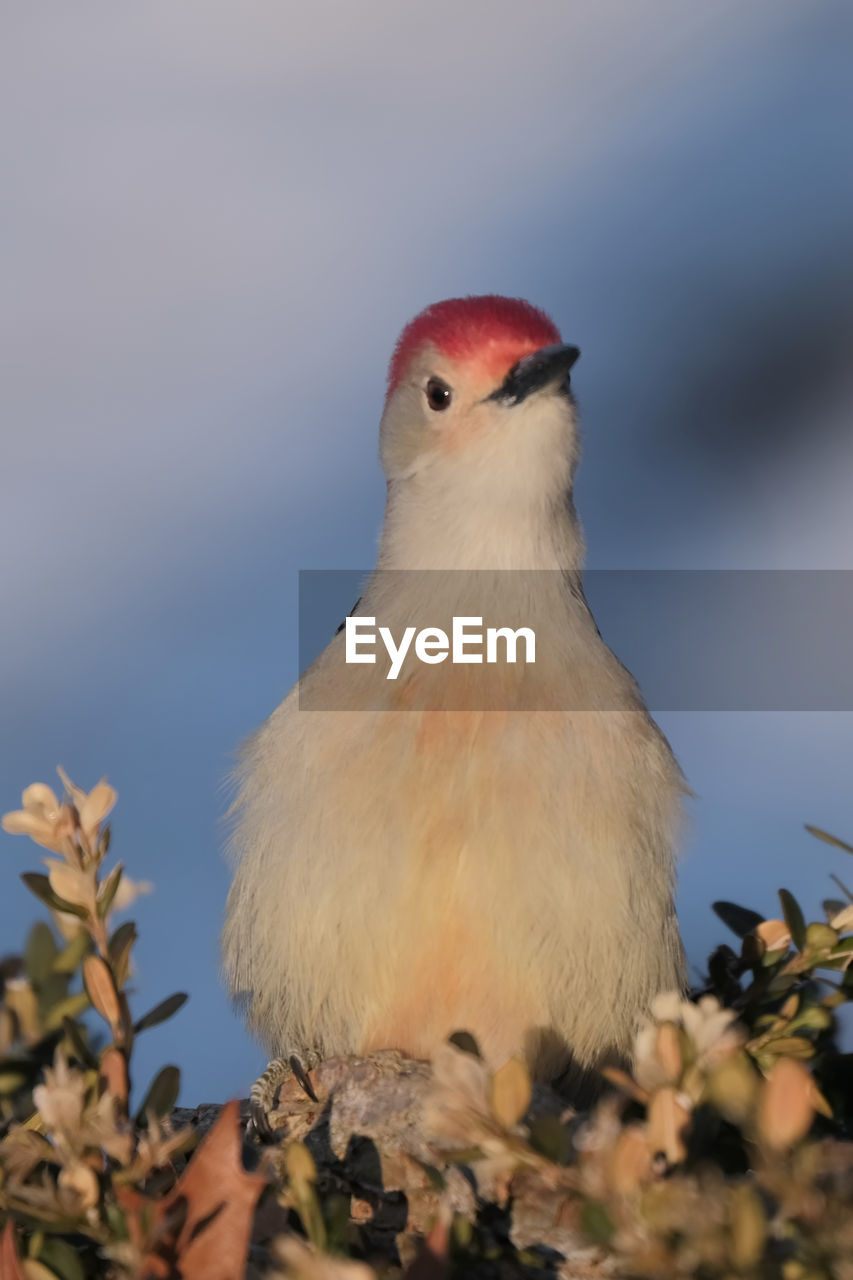 Red-bellied woodpecker