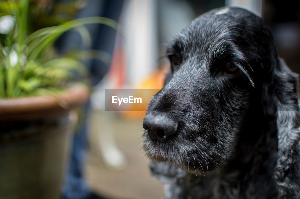 Close-up of black cocker spaniel